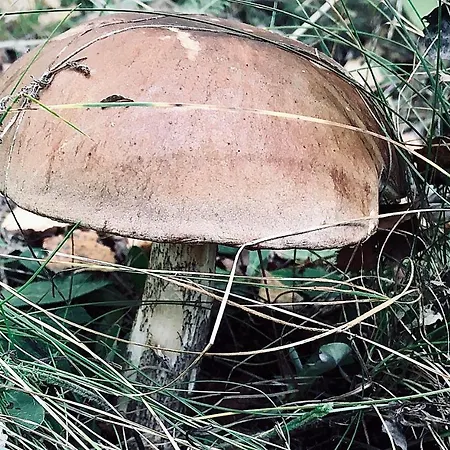 ヴィラ Na Kaszubach