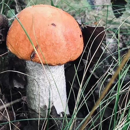 Na Kaszubach Villa *