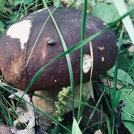 Villa Na Kaszubach *