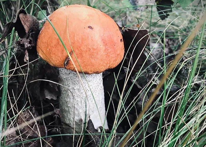 Na Kaszubach Willa *