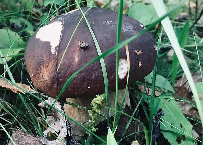 Willa Na Kaszubach *