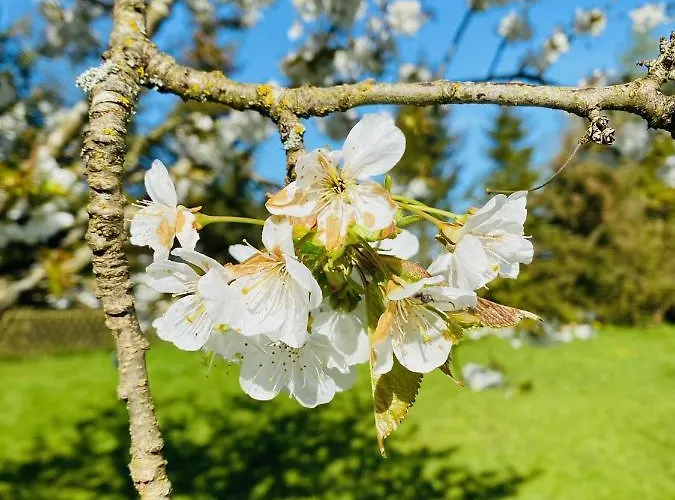 Na Kaszubach Sznurki